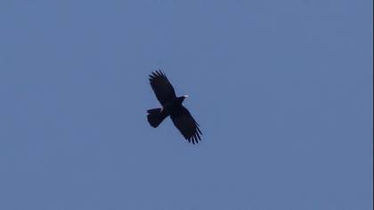 Sarıgagalı dağ kargası