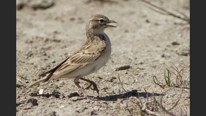 Greater Short-toed Lark