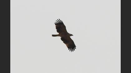 Şah kartal