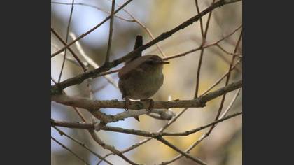 Eurasian Wren