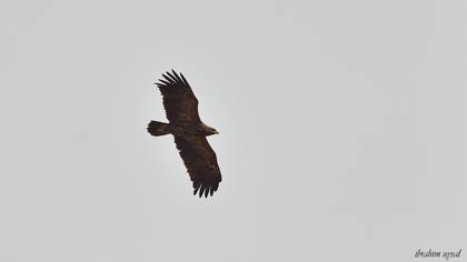 Lesser Spotted Eagle