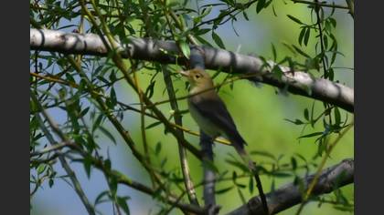 Icterine Warbler
