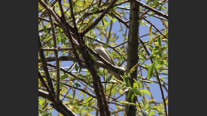 Wood Warbler