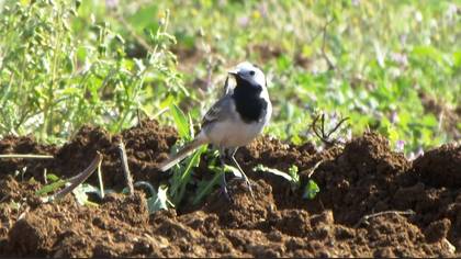 Ak kuyruksallayan