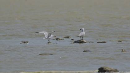 Audouin`s Gull