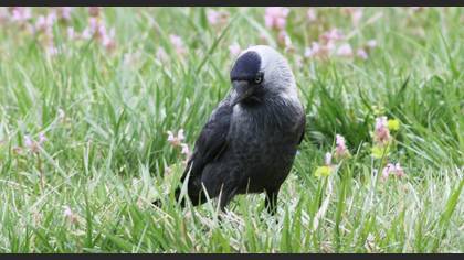 Western Jackdaw