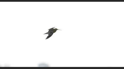 Great Snipe