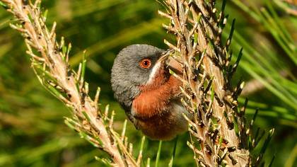 Subalpine Warbler