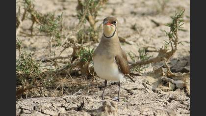 Collared Pratincole