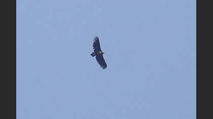Cinereous Vulture