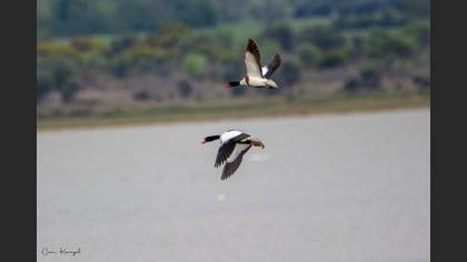 Common Shelduck
