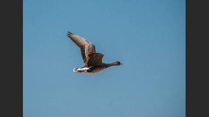 Greater White-fronted Goose