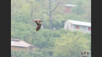 Kara çaylak
