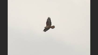 Long-legged Buzzard