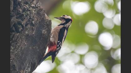 Great Spotted Woodpecker
