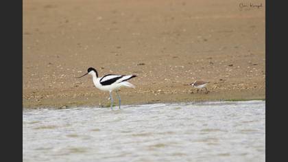 Pied Avocet
