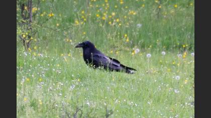 Northern Raven