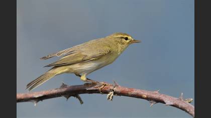 Willow Warbler