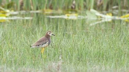 White-tailed Lapwing