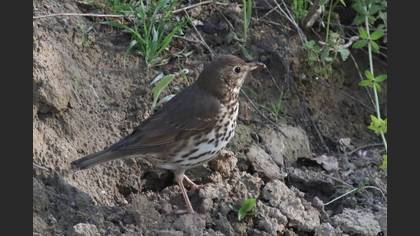 Song Thrush