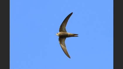 Pallid Swift