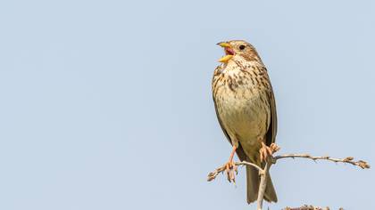 Corn Bunting
