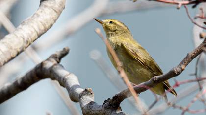 Common Chiffchaff