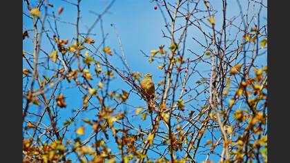 Cirl Bunting