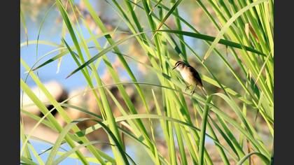 Moustached Warbler