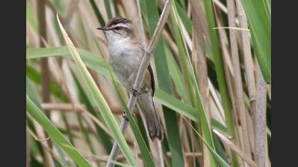 Moustached Warbler