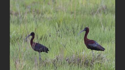 Glossy Ibis