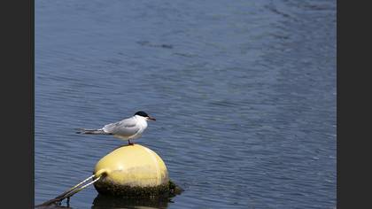 Common Tern