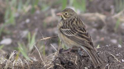 Ortolan Bunting