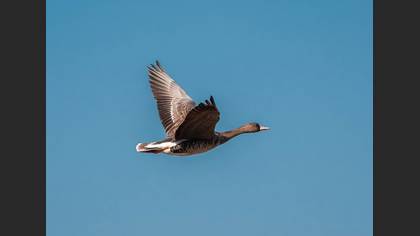 Greater White-fronted Goose