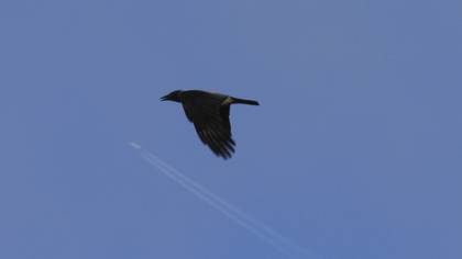 Hooded Crow