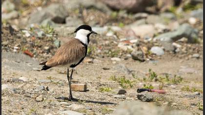 Spur-winged Lapwing