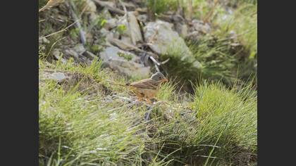 Grey-necked Bunting