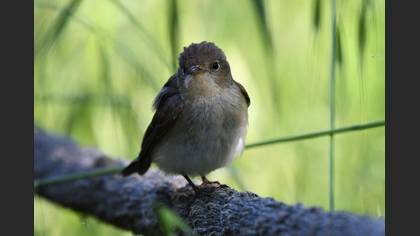 Red-breasted Flycatcher