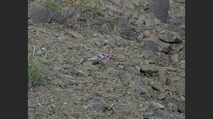 Mongolian Finch