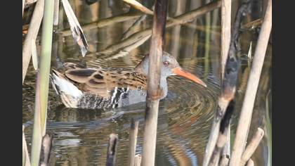 Water Rail