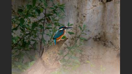 Common Kingfisher