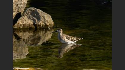 Wood Sandpiper