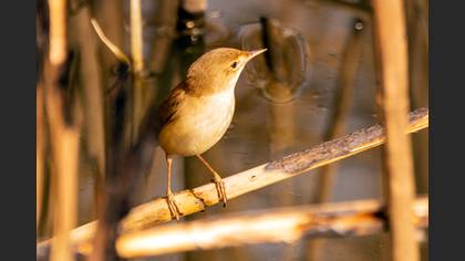 Common Reed Warbler