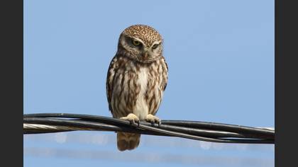 Little Owl