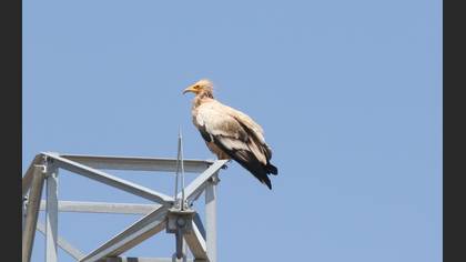Egyptian Vulture