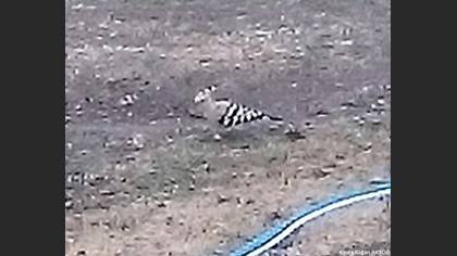 Eurasian Hoopoe