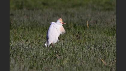 Western Cattle Egret