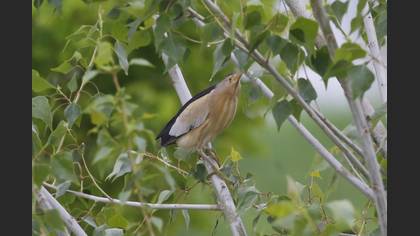 Little Bittern