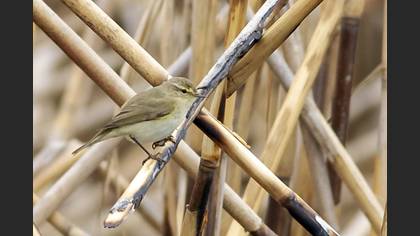 Common Chiffchaff