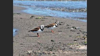 Ruddy Turnstone